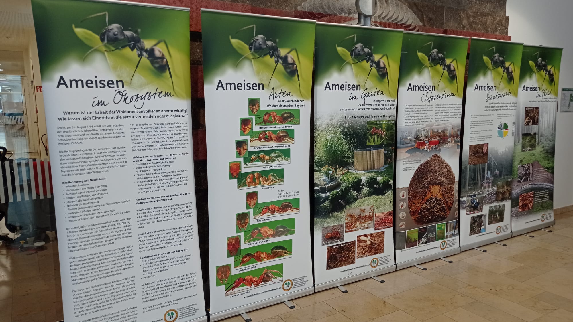 Ausstellung über Wespen, Hornissen und Ameisen im Landratsamt